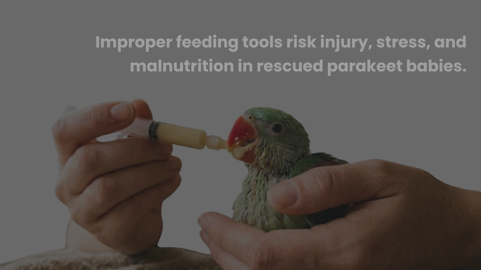 Tiny Tummies — Introduction