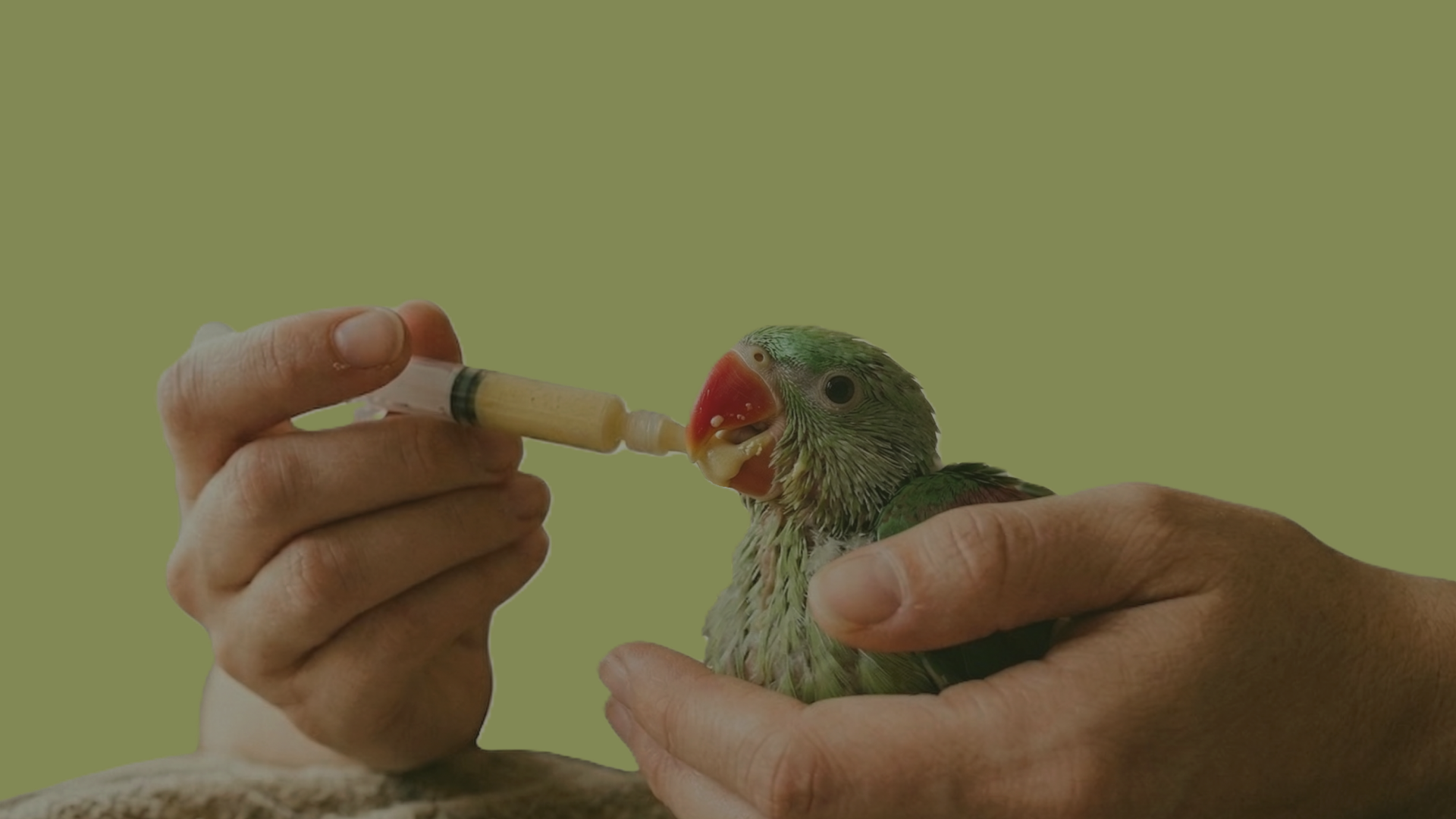 Tiny Tummies project